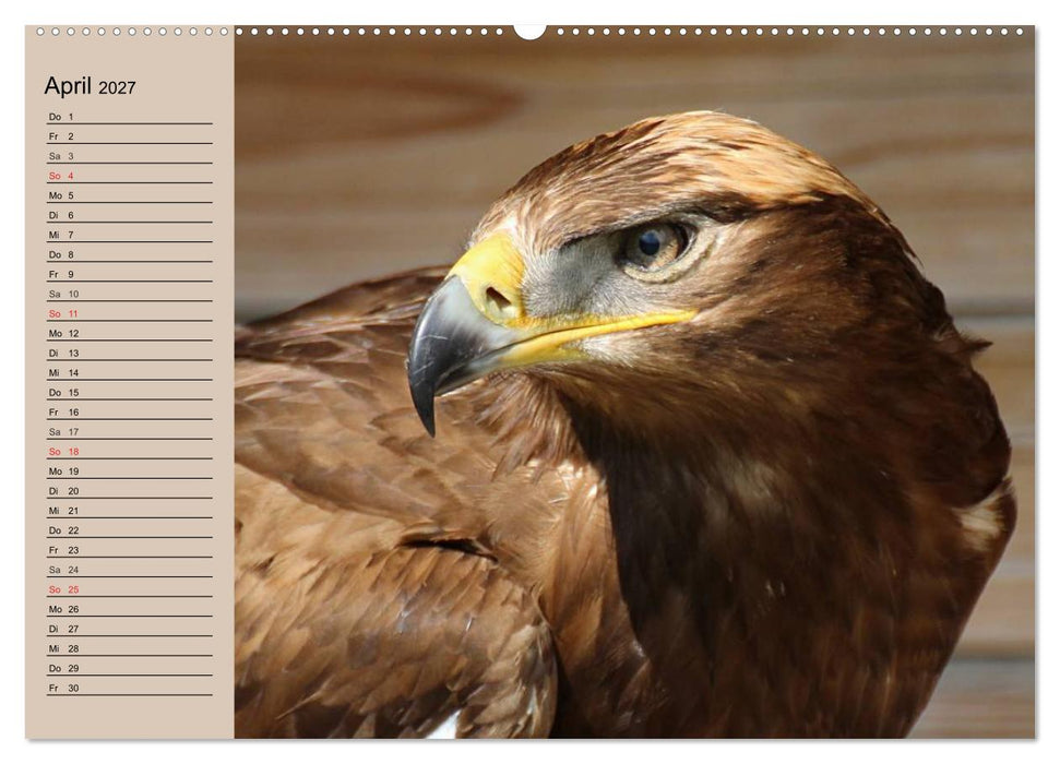 Der Steinadler. Majestätischer Greifvogel (CALVENDO Wandkalender 2027)