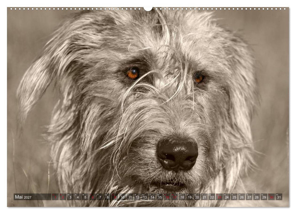 Windhunde eye-catcher (CALVENDO Wandkalender 2027)