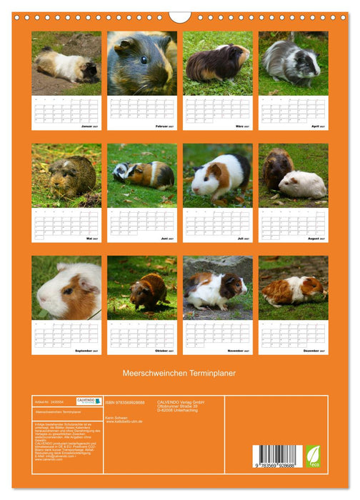 Meerschweinchen Terminplaner (CALVENDO Wandkalender 2027)