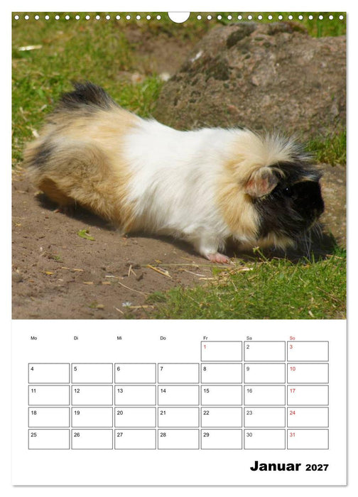 Meerschweinchen Terminplaner (CALVENDO Wandkalender 2027)