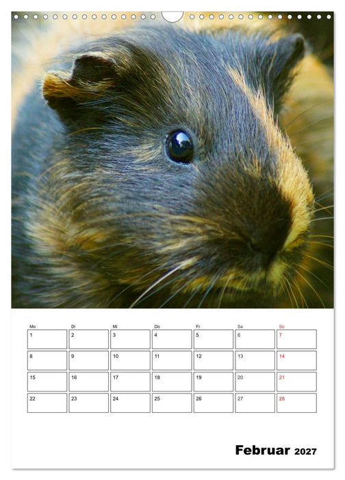 Meerschweinchen Terminplaner (CALVENDO Wandkalender 2027)