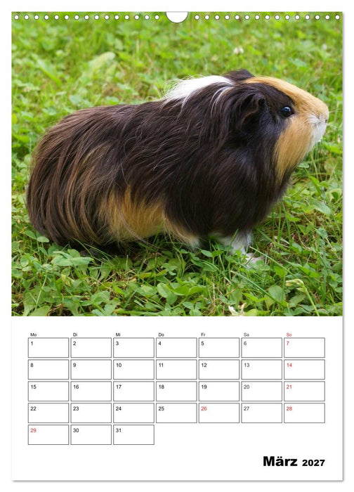 Meerschweinchen Terminplaner (CALVENDO Wandkalender 2027)
