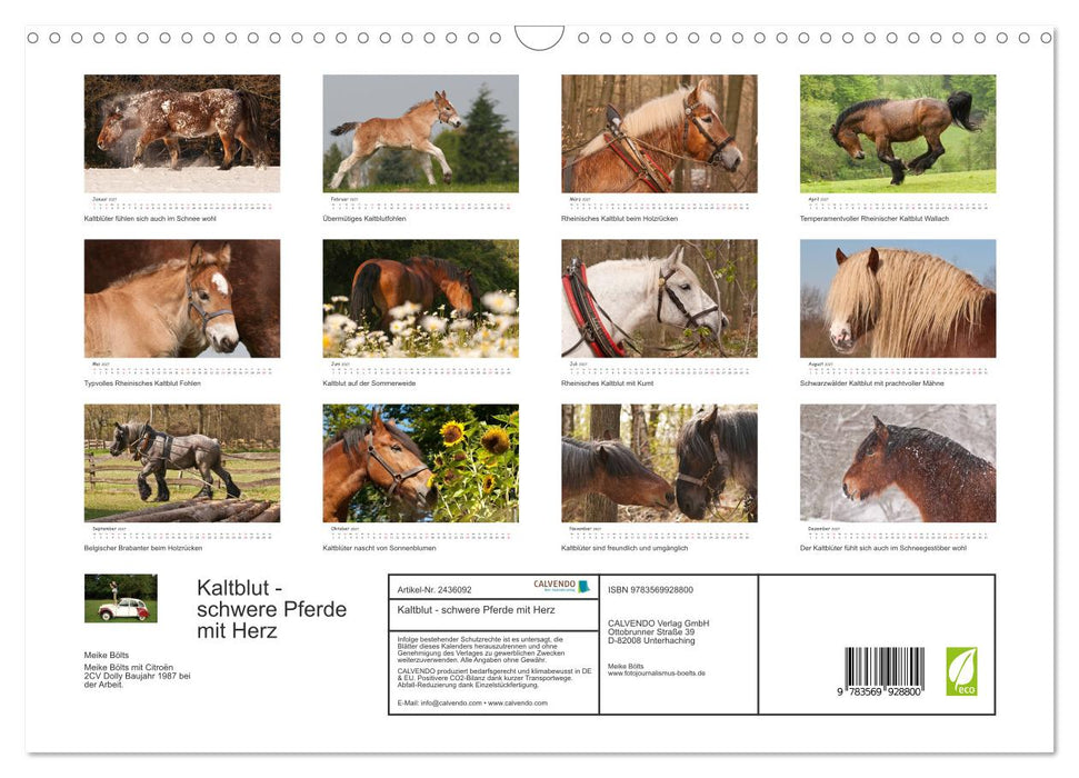 Kaltblut - schwere Pferde mit Herz (CALVENDO Wandkalender 2027)