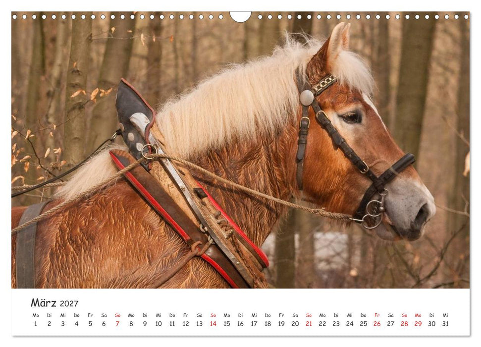 Kaltblut - schwere Pferde mit Herz (CALVENDO Wandkalender 2027)
