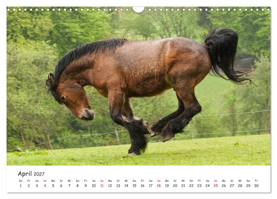 Kaltblut - schwere Pferde mit Herz (CALVENDO Wandkalender 2027)