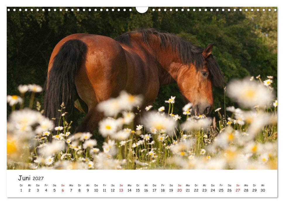 Kaltblut - schwere Pferde mit Herz (CALVENDO Wandkalender 2027)