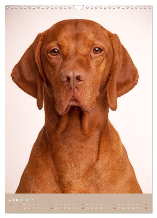 Magyar Vizsla im Portrait (CALVENDO Wandkalender 2027)