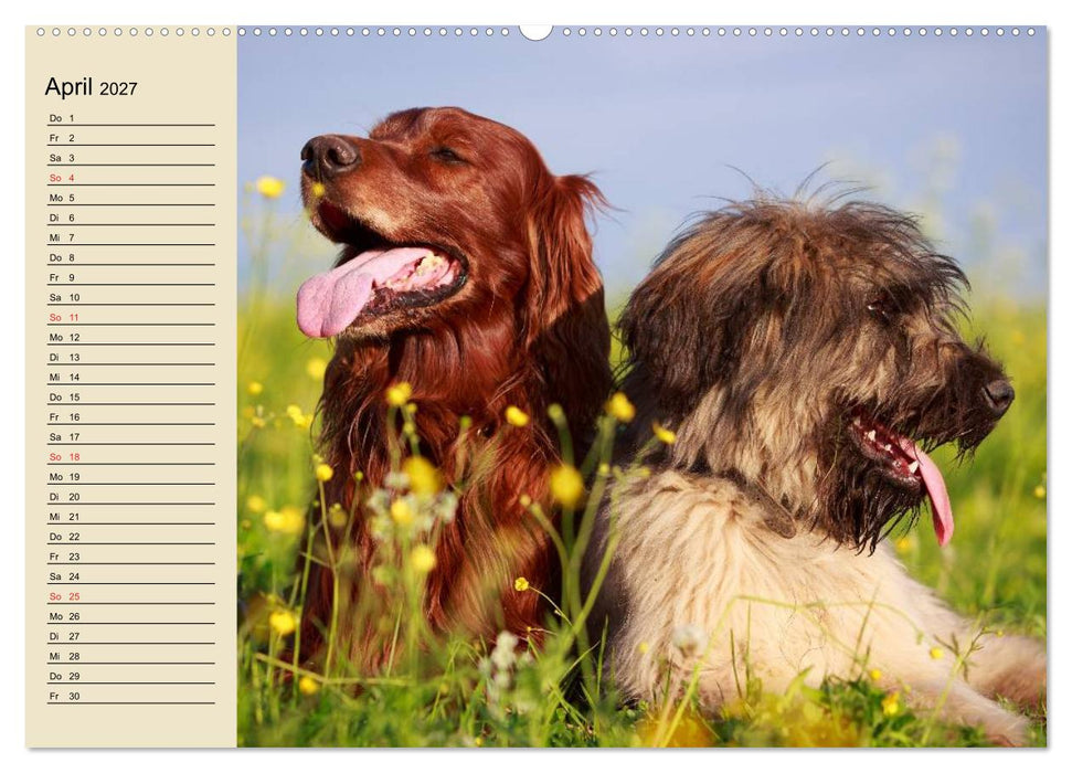 Beste Freunde. Bezaubernde Tierfreundschaften (CALVENDO Wandkalender 2027)