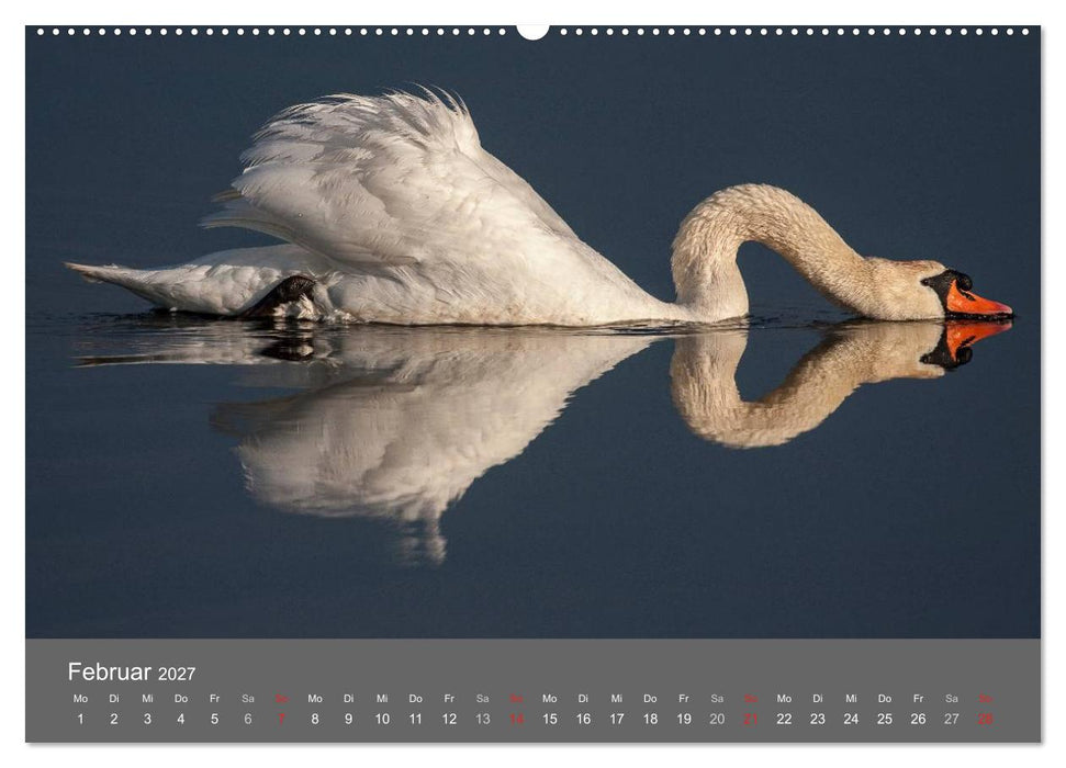 Der Federsee - Vogelparadies in Oberschwaben (CALVENDO Premium Wandkalender 2027)