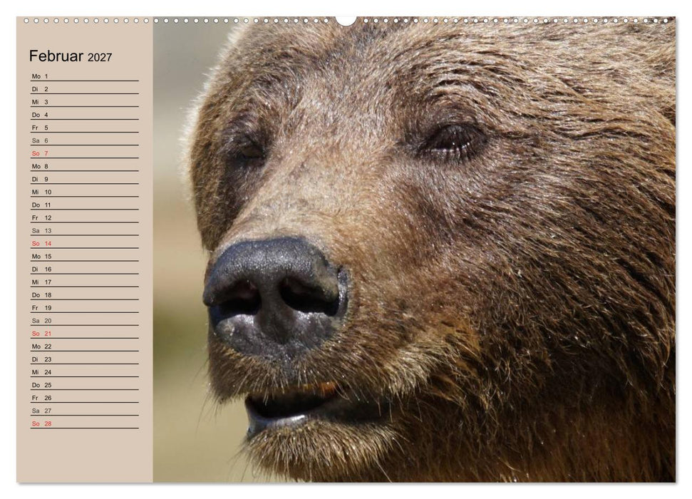 Bären. Unterwegs mit Meister Petz (CALVENDO Premium Wandkalender 2027)