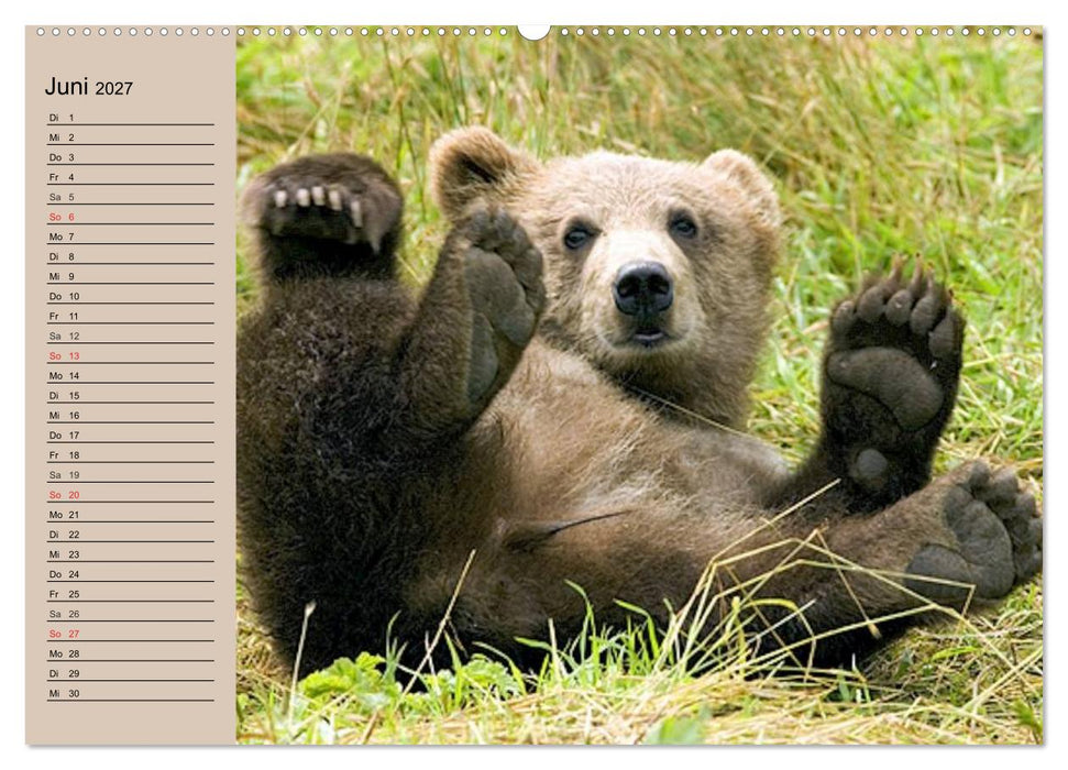 Bären. Unterwegs mit Meister Petz (CALVENDO Premium Wandkalender 2027)