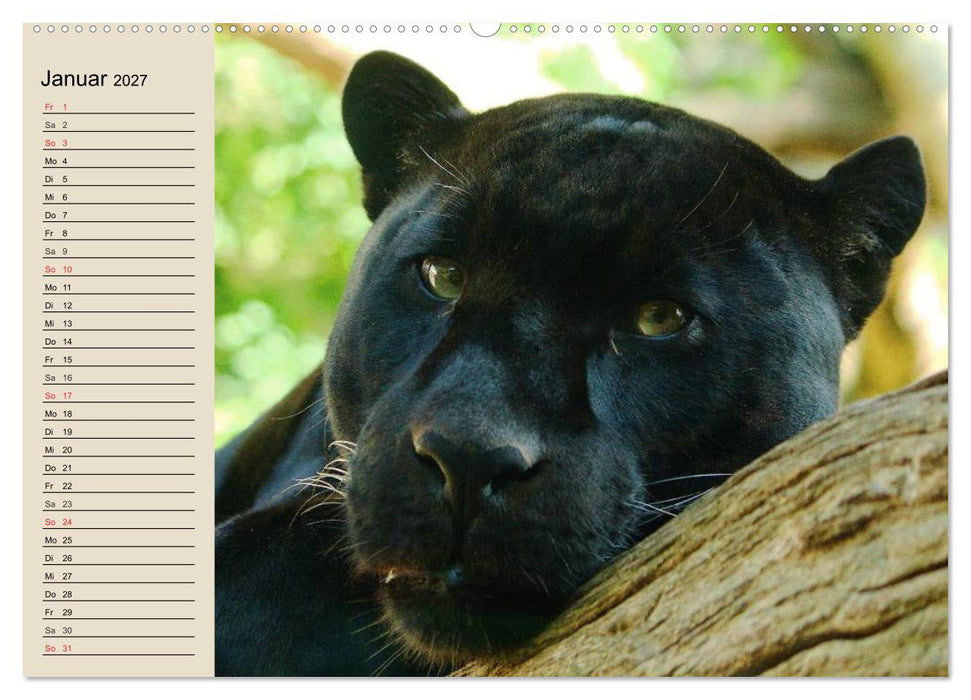 Regenwald. Tiere im Dschungel (CALVENDO Premium Wandkalender 2027)