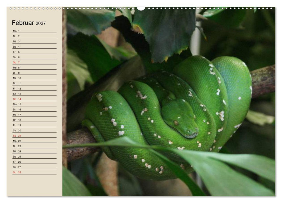 Regenwald. Tiere im Dschungel (CALVENDO Premium Wandkalender 2027)