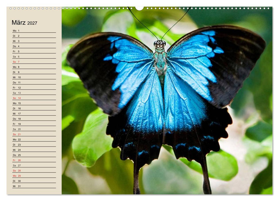 Regenwald. Tiere im Dschungel (CALVENDO Premium Wandkalender 2027)