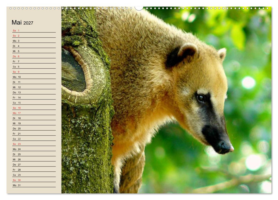 Regenwald. Tiere im Dschungel (CALVENDO Premium Wandkalender 2027)
