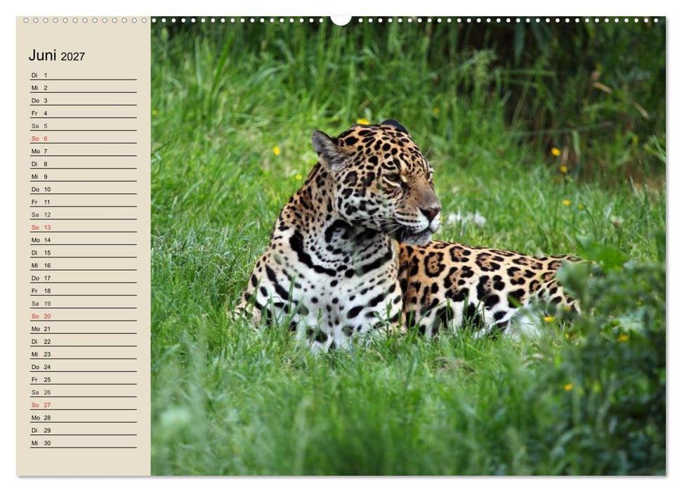 Regenwald. Tiere im Dschungel (CALVENDO Premium Wandkalender 2027)