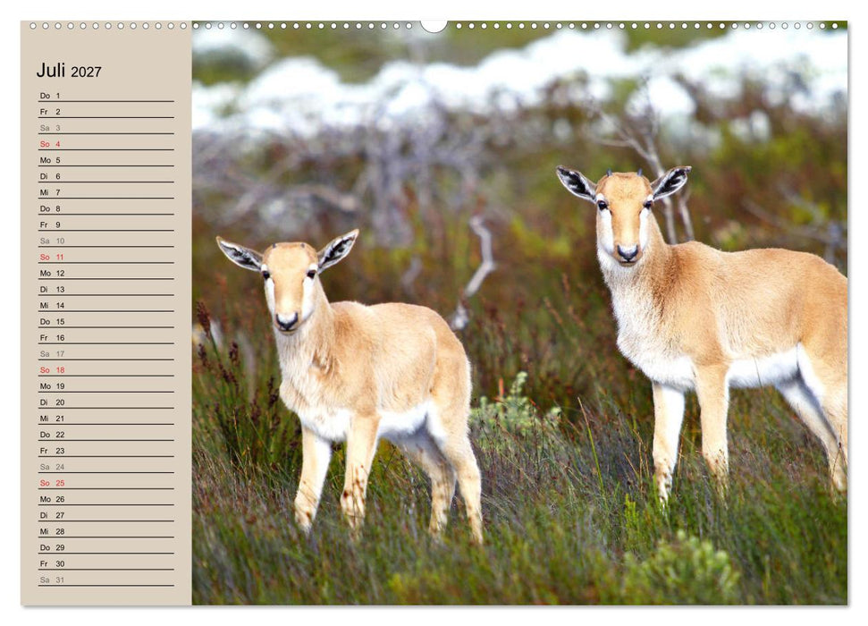 Afrikas wildes Kinderzimmer (CALVENDO Premium Wandkalender 2027)