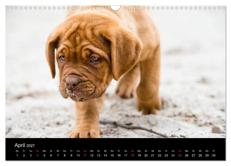 Bordeauxdoggen Welpen (CALVENDO Wandkalender 2027)