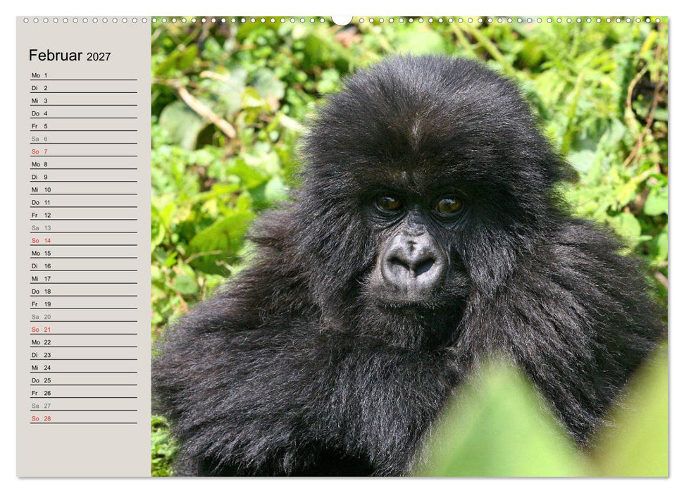 Berggorillas - die sanften Riesen (CALVENDO Wandkalender 2027)