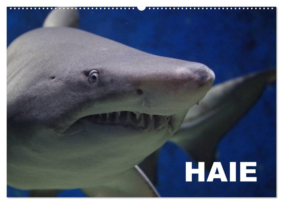 Haie (CALVENDO Wandkalender 2027)