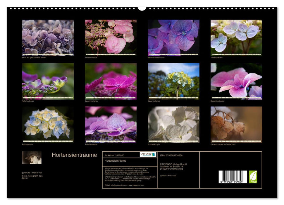 Hortensienträume (CALVENDO Premium Wandkalender 2027)