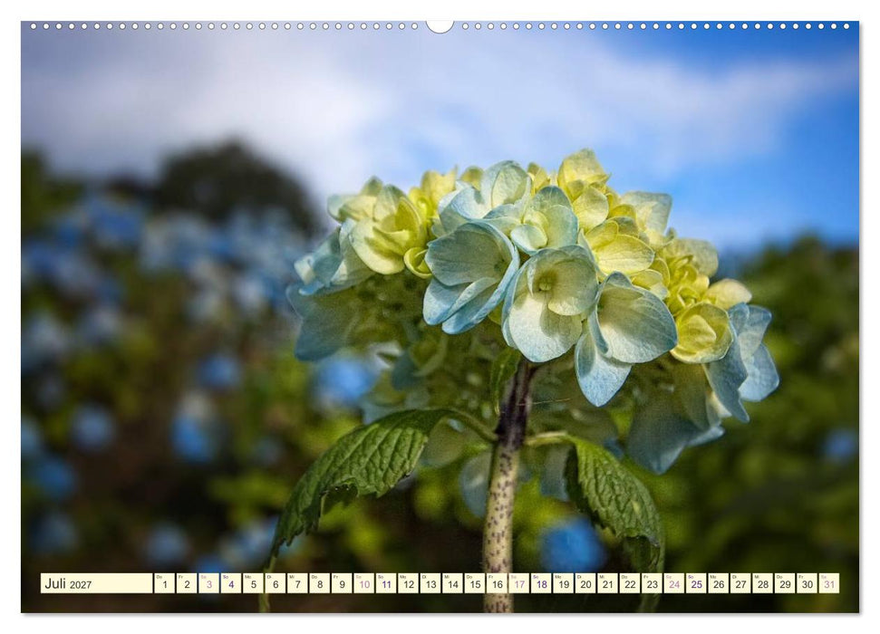Hortensienträume (CALVENDO Premium Wandkalender 2027)