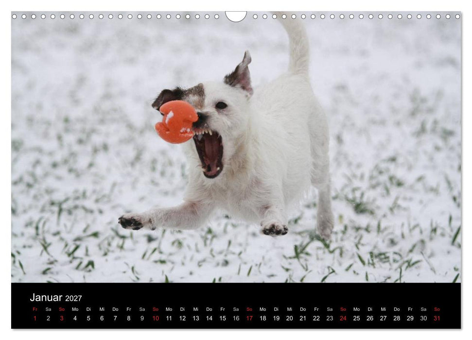 The Bravehearts und Freunde - Parson Russells (CALVENDO Wandkalender 2027)