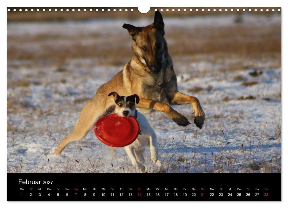 The Bravehearts und Freunde - Parson Russells (CALVENDO Wandkalender 2027)