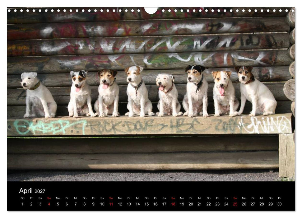 The Bravehearts und Freunde - Parson Russells (CALVENDO Wandkalender 2027)
