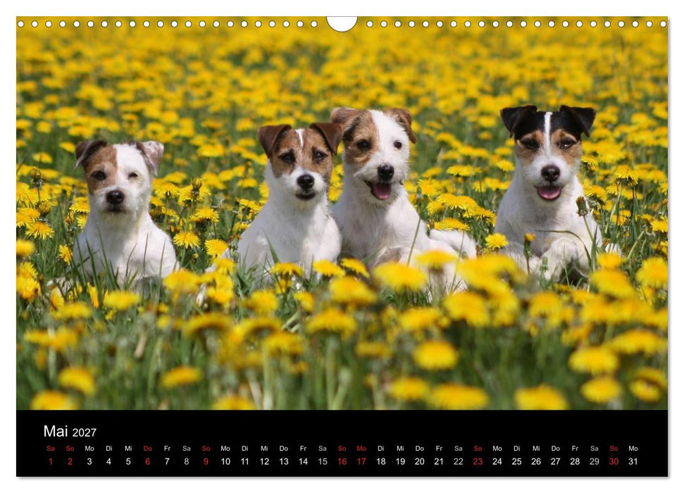 The Bravehearts und Freunde - Parson Russells (CALVENDO Wandkalender 2027)