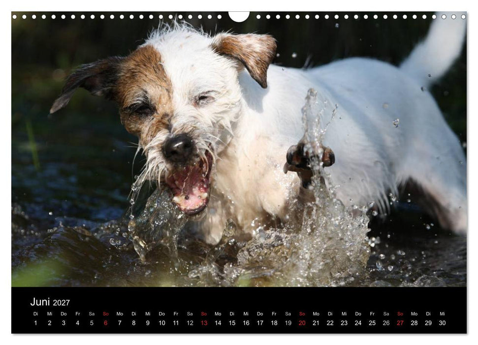 The Bravehearts und Freunde - Parson Russells (CALVENDO Wandkalender 2027)