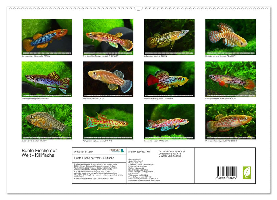 Bunte Fische der Welt - Killifische (CALVENDO Premium Wandkalender 2027)