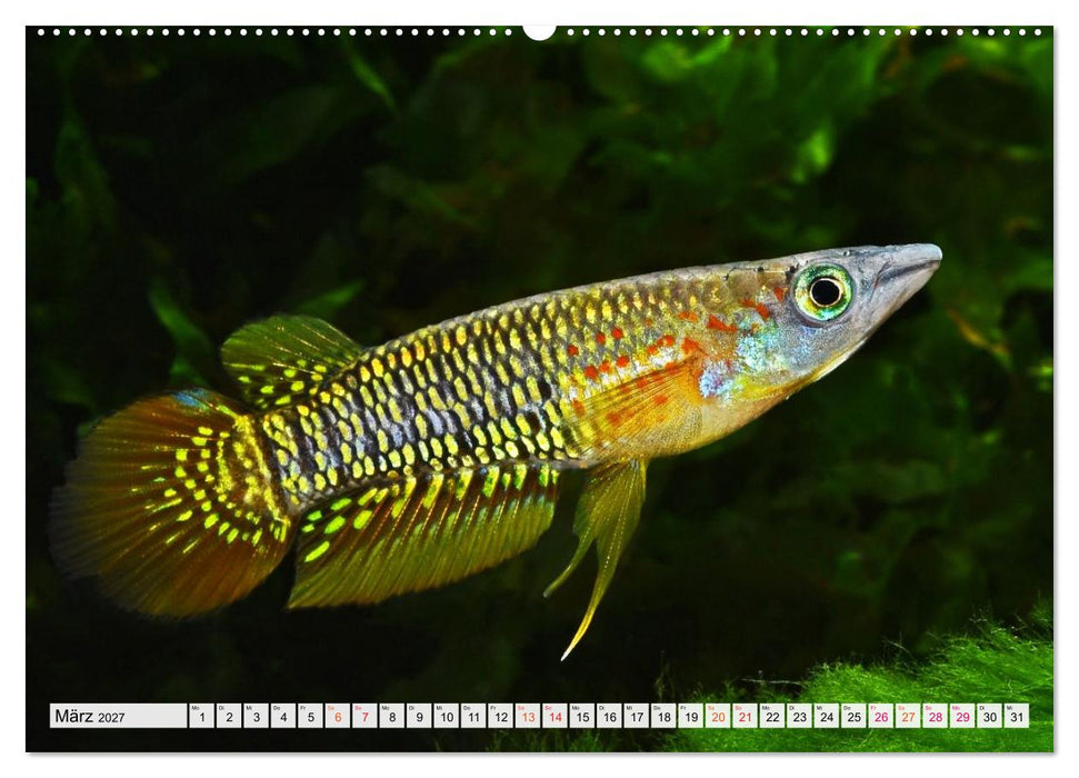 Bunte Fische der Welt - Killifische (CALVENDO Premium Wandkalender 2027)