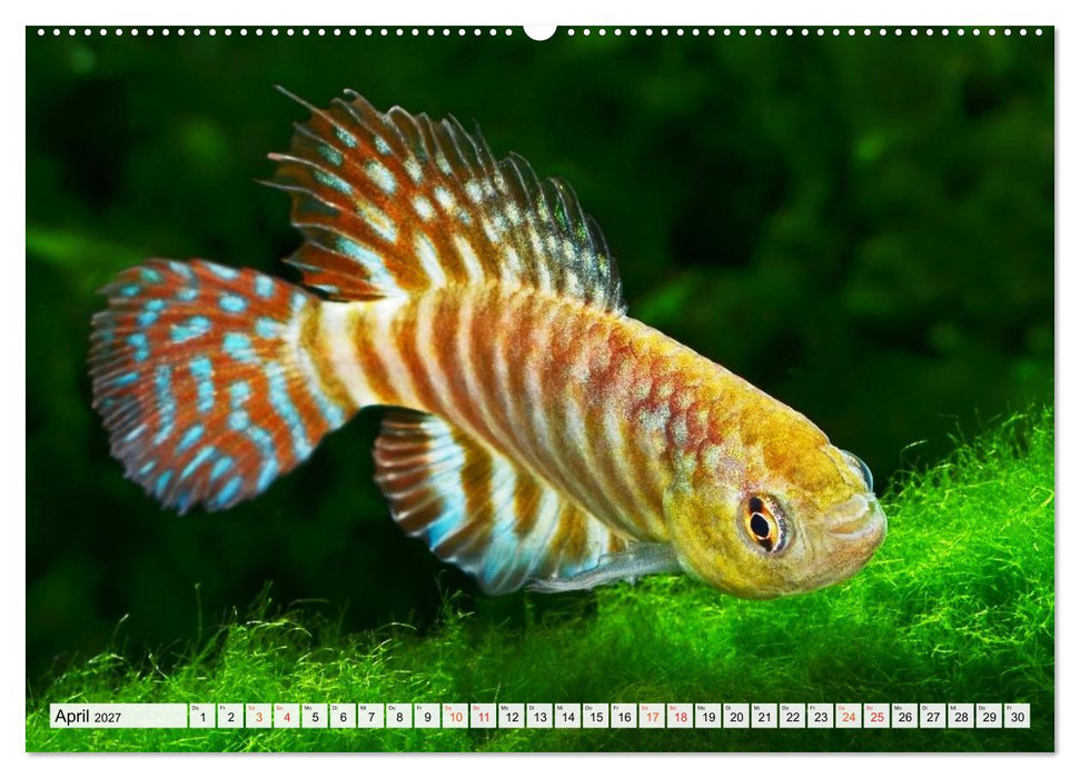 Bunte Fische der Welt - Killifische (CALVENDO Premium Wandkalender 2027)