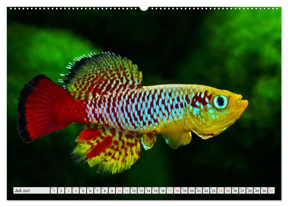 Bunte Fische der Welt - Killifische (CALVENDO Premium Wandkalender 2027)