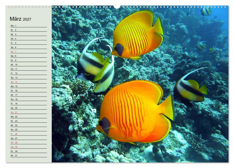 Knallbunte Wasserwelt. Die Welt der Fische (CALVENDO Premium Wandkalender 2027)