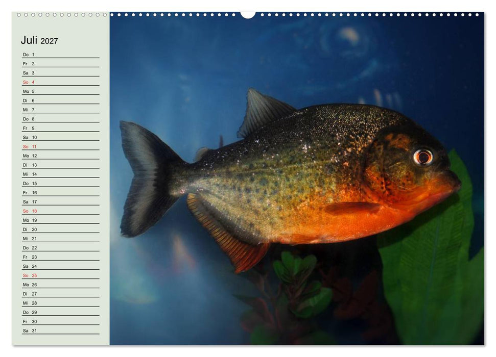 Knallbunte Wasserwelt. Die Welt der Fische (CALVENDO Premium Wandkalender 2027)