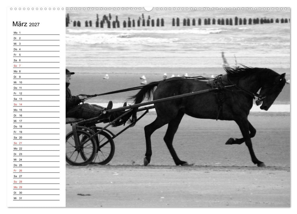 Leidenschaft Pferdesport - Impressionen (CALVENDO Premium Wandkalender 2027)