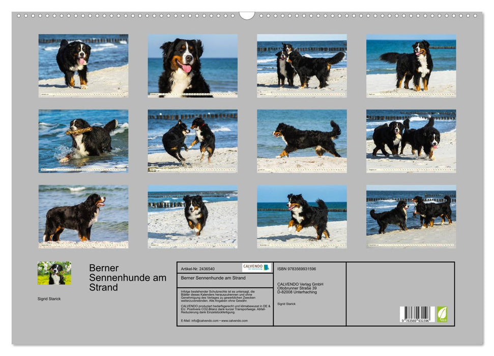 Berner Sennenhunde am Strand (CALVENDO Wandkalender 2027)