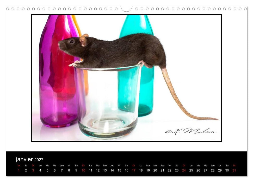 Ratte Ouille (CALVENDO Calendrier mensuel 2027)