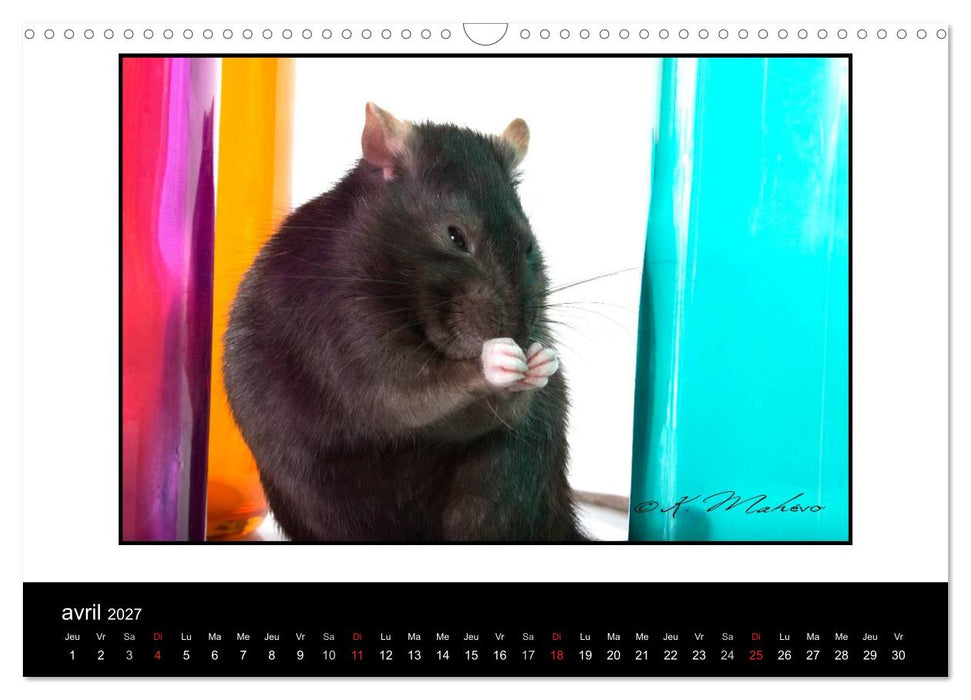Ratte Ouille (CALVENDO Calendrier mensuel 2027)