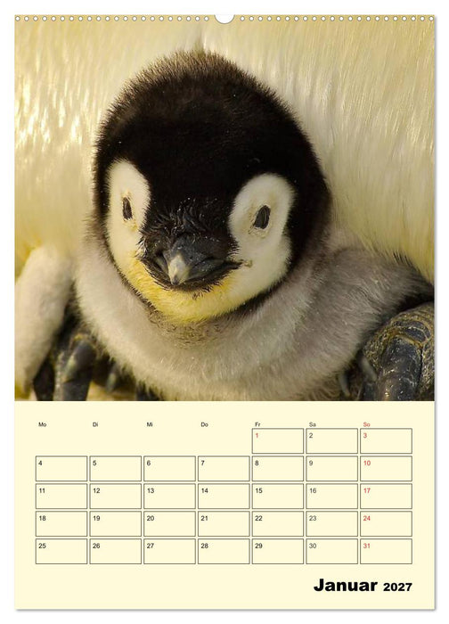 Pinguine. Wackeln im Thermo-Frack (CALVENDO Wandkalender 2027)