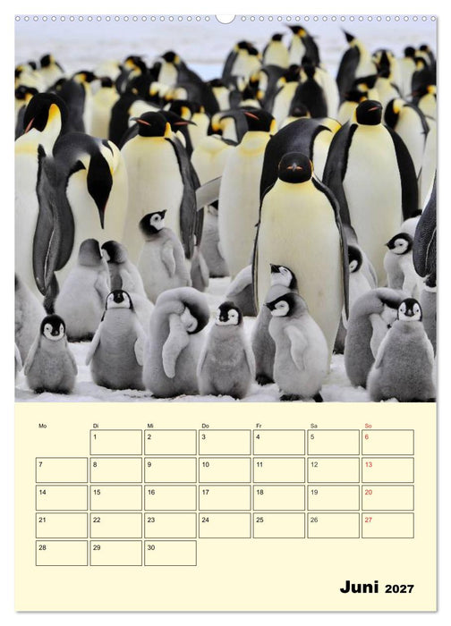 Pinguine. Wackeln im Thermo-Frack (CALVENDO Wandkalender 2027)