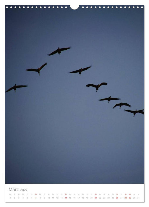 Der Flug der Kraniche (CALVENDO Wandkalender 2027)