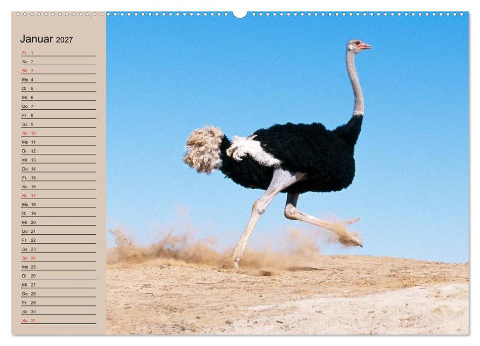 Vogel Strauß. Imposanter Riese und Läufer (CALVENDO Wandkalender 2027)