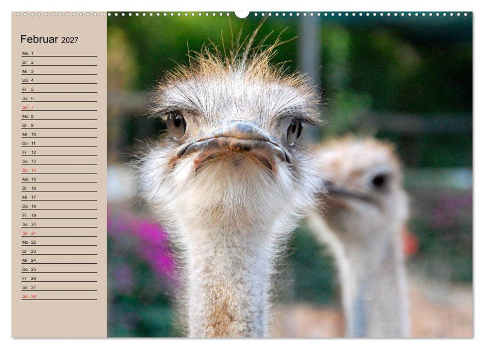 Vogel Strauß. Imposanter Riese und Läufer (CALVENDO Wandkalender 2027)