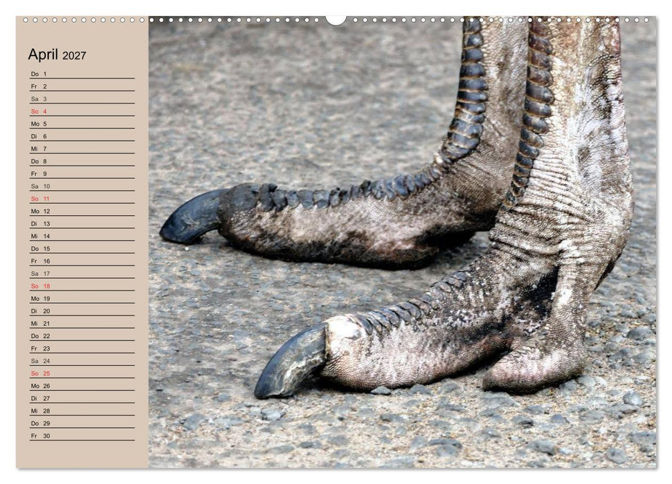 Vogel Strauß. Imposanter Riese und Läufer (CALVENDO Wandkalender 2027)