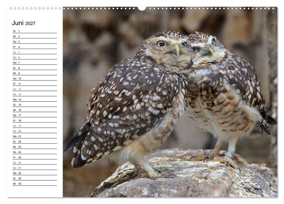 Greifvögel, Eulen und Käuze (CALVENDO Wandkalender 2027)