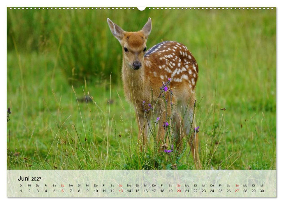 Rotwild. Edle Hirsche, stolze Kühe (CALVENDO Premium Wandkalender 2027)
