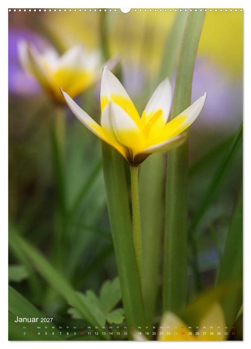 NATUR PUR Kleine Blumen am Wegesrand (CALVENDO Premium Wandkalender 2027)